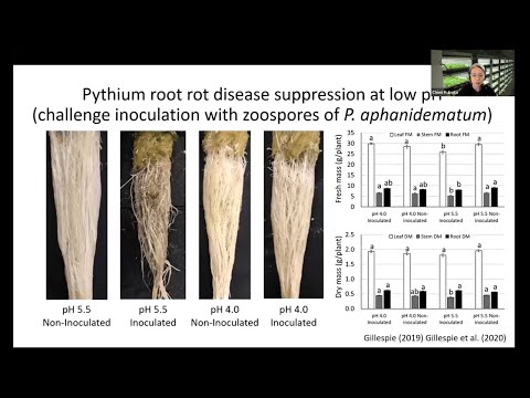 #49 - Growing leafy greens with a low-pH hydroponic solution for root-rot disease management