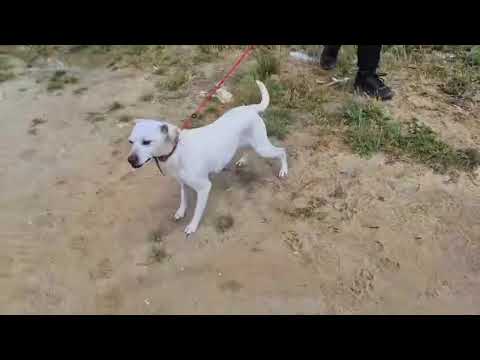 Vídeo de CRYSTAL / KITTY