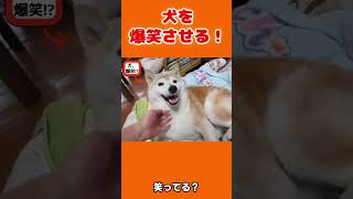 ヨシダプロ・犬を爆笑させる