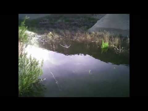 deps BASIRISKY weedless topwater bass fishing lure