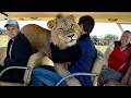 Taigan Lion Park Where Lions Hug Tourist