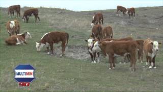preview picture of video 'Guy Colyer, Colyer Ranch Hereford and Angus, Bruneau, ID explains how he uses Multimin 90'
