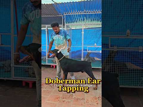 Doberman Dog Ear Tapping Pathurukigala | Tuty Foodie Vlogs | #shots #dogs