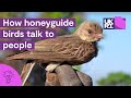 How Honeyguide Birds Talk To People The Secrets Of HoneyHarvesting In Africa
