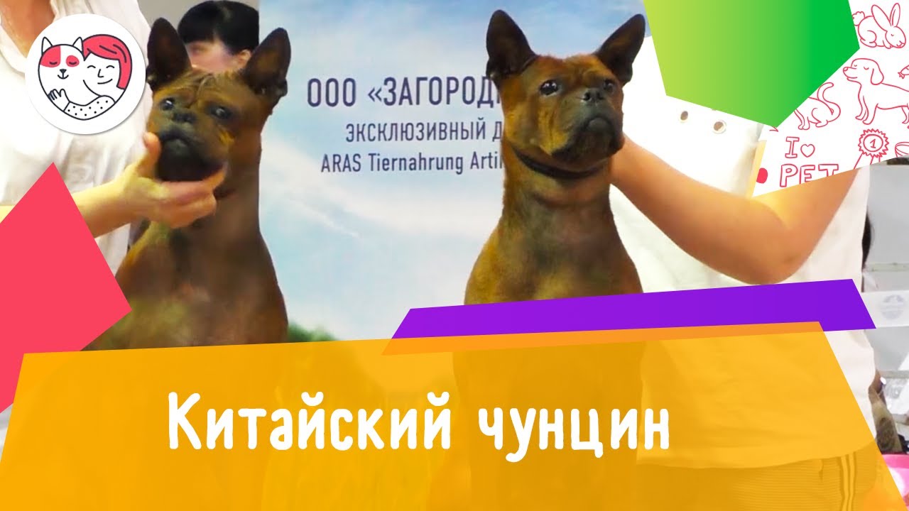 Китайски чунцин. Особенности. Уход