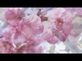 BERNWARD KOCH - Evoking Wonder