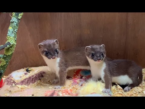 Watch These Adorable Baby Stoats Meet for the First Time