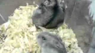MOV00034.3gp