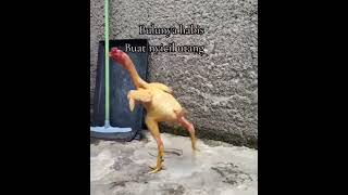 Download lagu ayam trondol...#shortvideo #youtubeshorts #pinjamanonline #ayam #ayamlucu mp3 Download lagu ayam trondol...#shortvideo #youtubeshorts #pinjamanonline #ayam #ayamlucu mp3