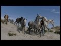 Жан Франсуа Пиньон и его свободные лошади. На пляже..VOB 