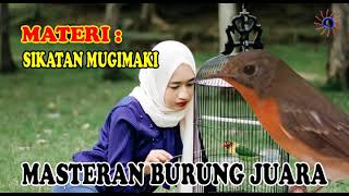 Download lagu MASTERAN SIKATAN MUGIMAKI GACOR FULL MATERI ISIAN KOMPILASI SUARA BURUNG LOMBA mp3