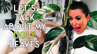 different kinds of cosmetic leaf damage and what caused them 🕵️‍♀️