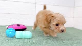 ハーフ犬の動画01