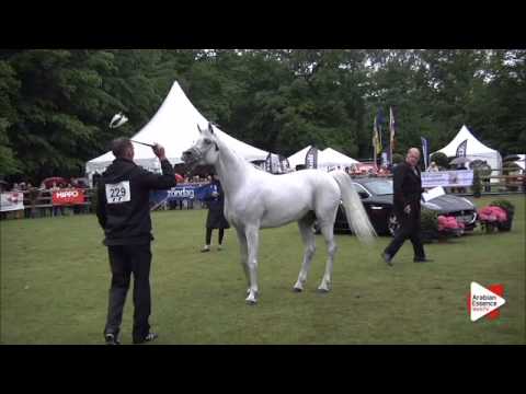 N.229 PYRAMID LAYYAN K - Bruges 2015 Int. - Egyptian Sr Stallions ( 4 years and older ) (Class 117)