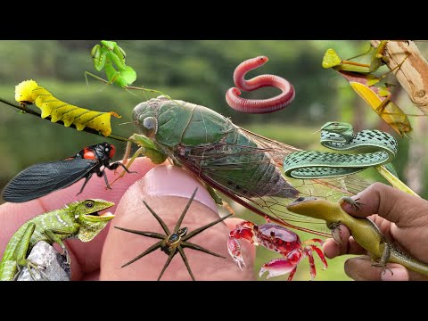 beautiful predator: the master of disguise in the insect world