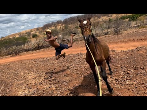 1-HOUR VLOG: BRUTINHO TAMING THE WORLD'S BRAVEST HORSE