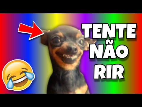 🔴 TRY NOT TO LAUGH 🔴 FUNNY VIDEOS OF ANIMALS PETS CATS AND DOGS DOG MEMES CAT DOG