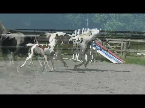 MEZCALITA AF ELESTORP