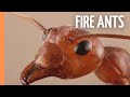 Fire Ants Most Succesful Creature That Has Ever Lived Full Episode