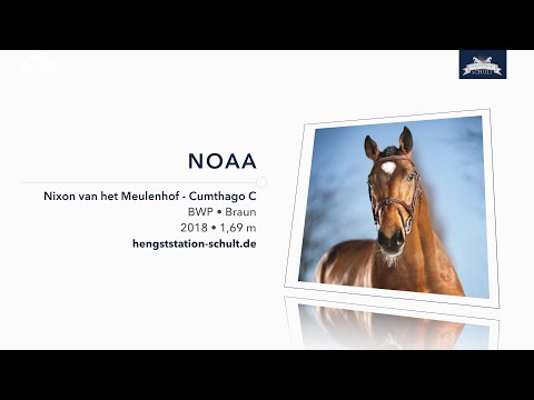 NOAA, der Springyoungsterunserer Hengstkollektion 2021