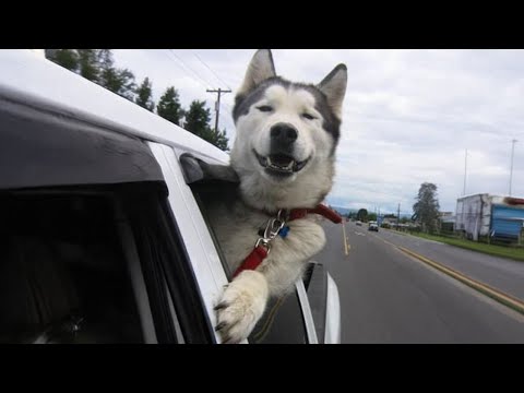 Le Husky est la créature la plus stupide sur terre 🤣 funny dog video