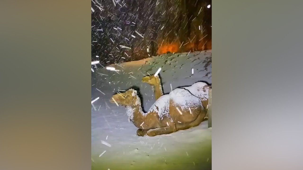 youtube video id=hGGzUZTjFKM