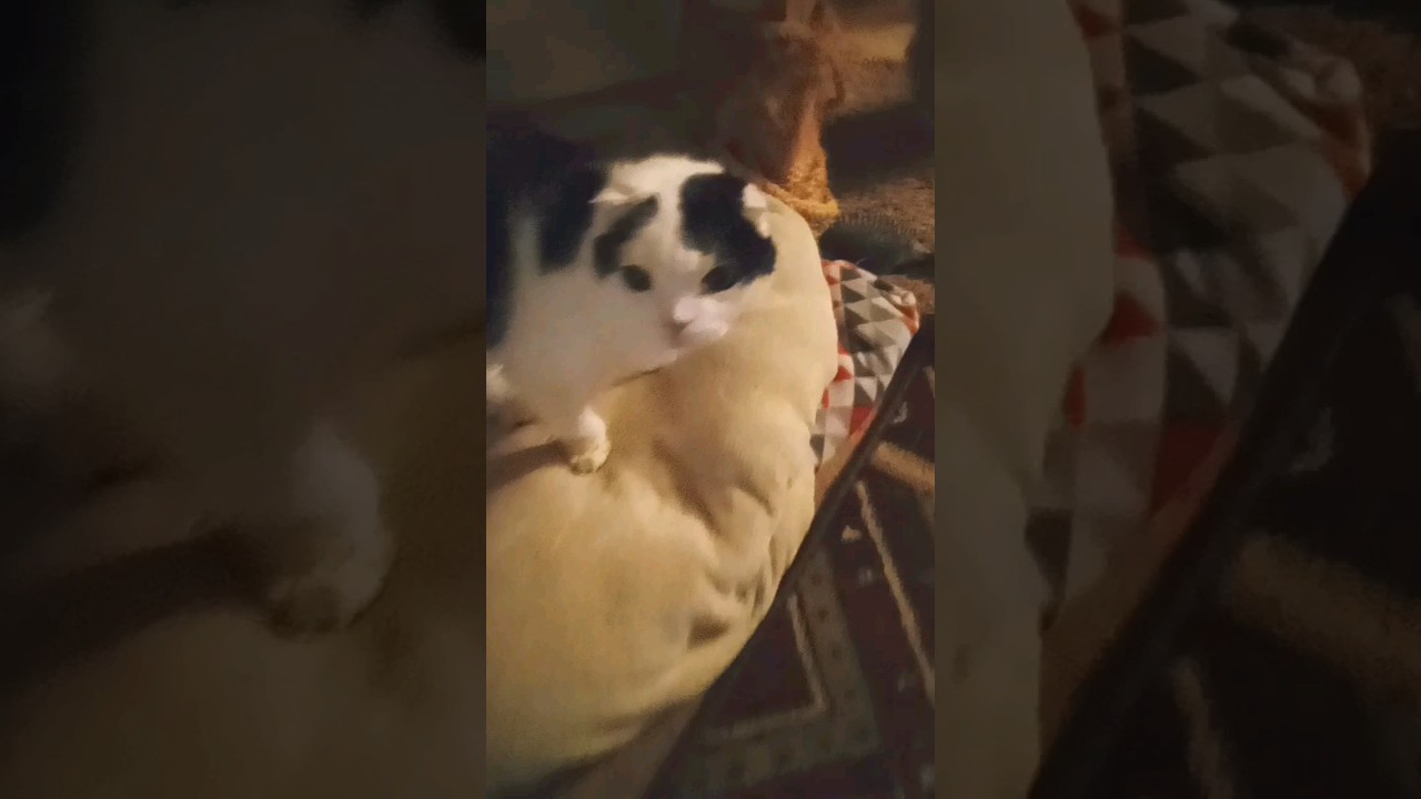 Cecil. #cat #goodnight must go shovel 😩😂