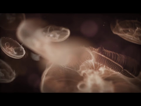 Bassic – Desmodrome  [ Visualizer ]