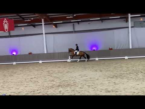 Erster öffentlicher Auftritt in Münster von Bon Bolero (Bon Vivaldi x Fürst Romancier) 3 Jahre alt.