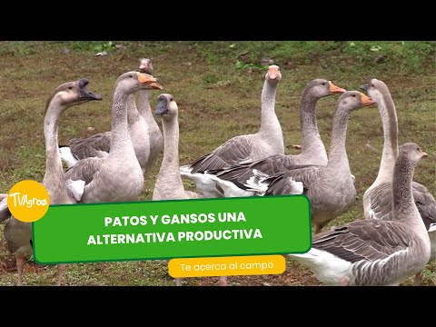 Ducks and geese: an excellent productive alternative - TvAgro by Juan Gonzalo Angel Restrepo