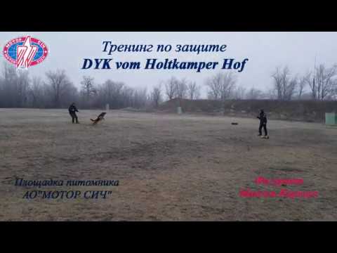 Тренинг по защите. DYK vom Holtkamper Hof (часть №2)