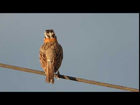 CHINGOLITO cantando ...