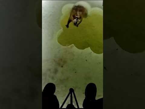HUGE BEAVER comes up sight fishing hole… Full YouTube video of the day is up..