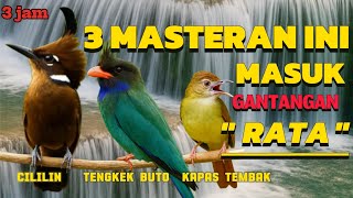 Download lagu MASTERAN CILILIN VS KAPAS TEMBAK VS TENGKEK BUTO SUARA JERNIH DURASI PANJANG  mp3