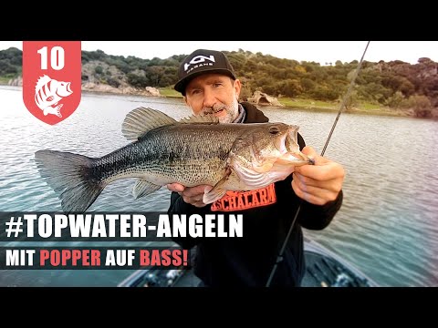 BEST fishing action: The fish are going berserk on the surface!