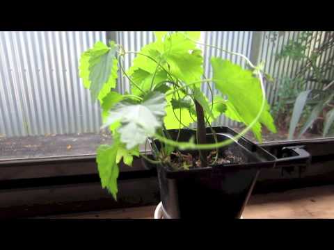 Homebrew Wednesday Episode 1