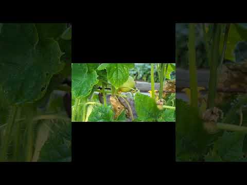 Growing Lemon Cucumber