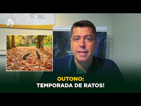 Outono: Temporada de Ratos!
