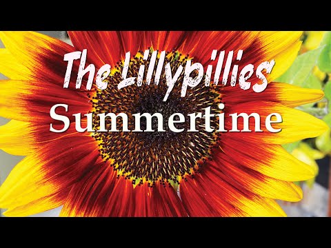 The Lillypillies - Summertime