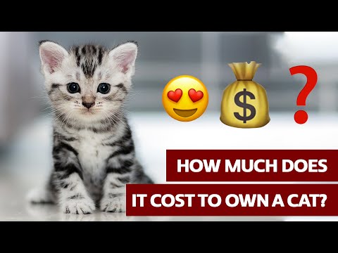 Watch this before buying a kitten!