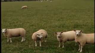 Jedzie pociąg z daleka