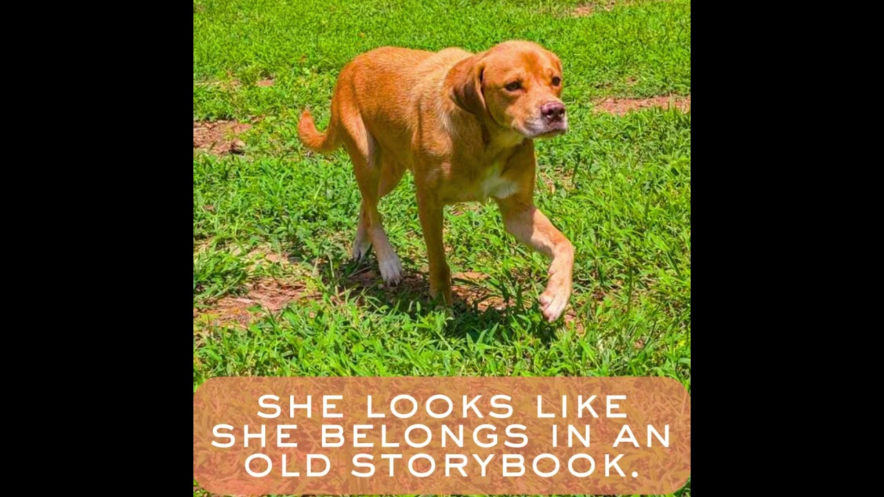 Enlarge PRIANCY, a Adoptable mixed breed in Athens, AL video 6/6