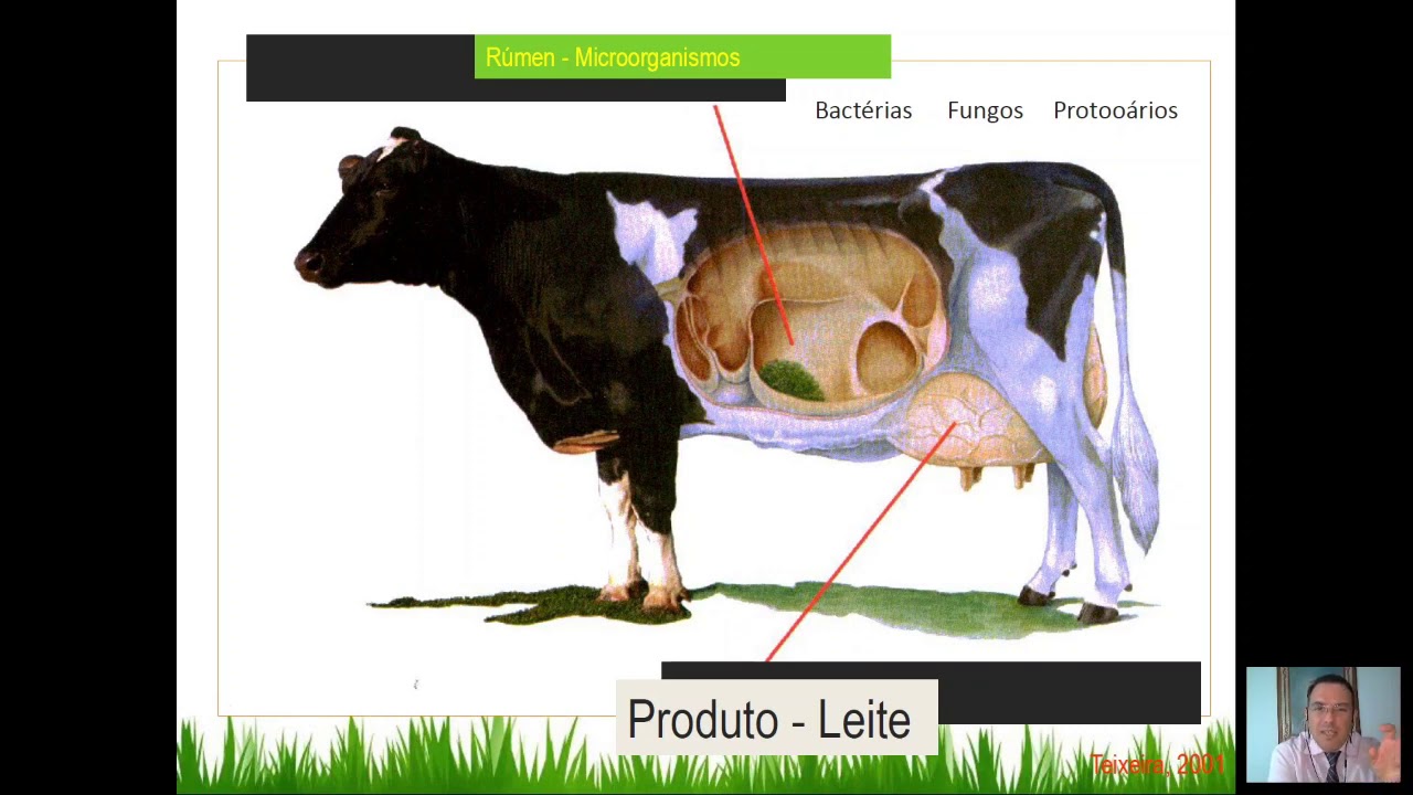 Videoaula 5 : Conceitos Básicos Nutrição Ruminantes