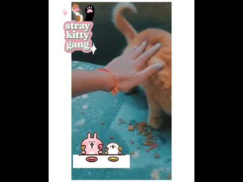 #feedingstreetcats #cat #love #love #
