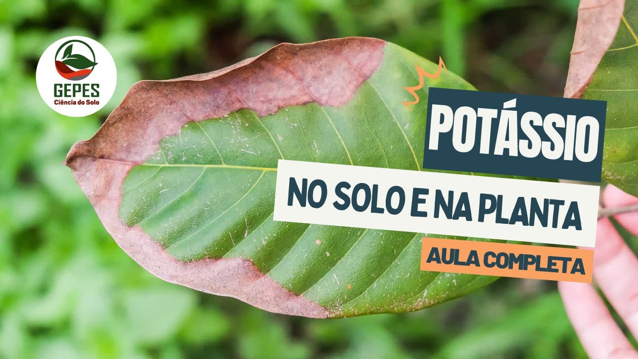Dinâmica do potássio no sistema solo-planta
