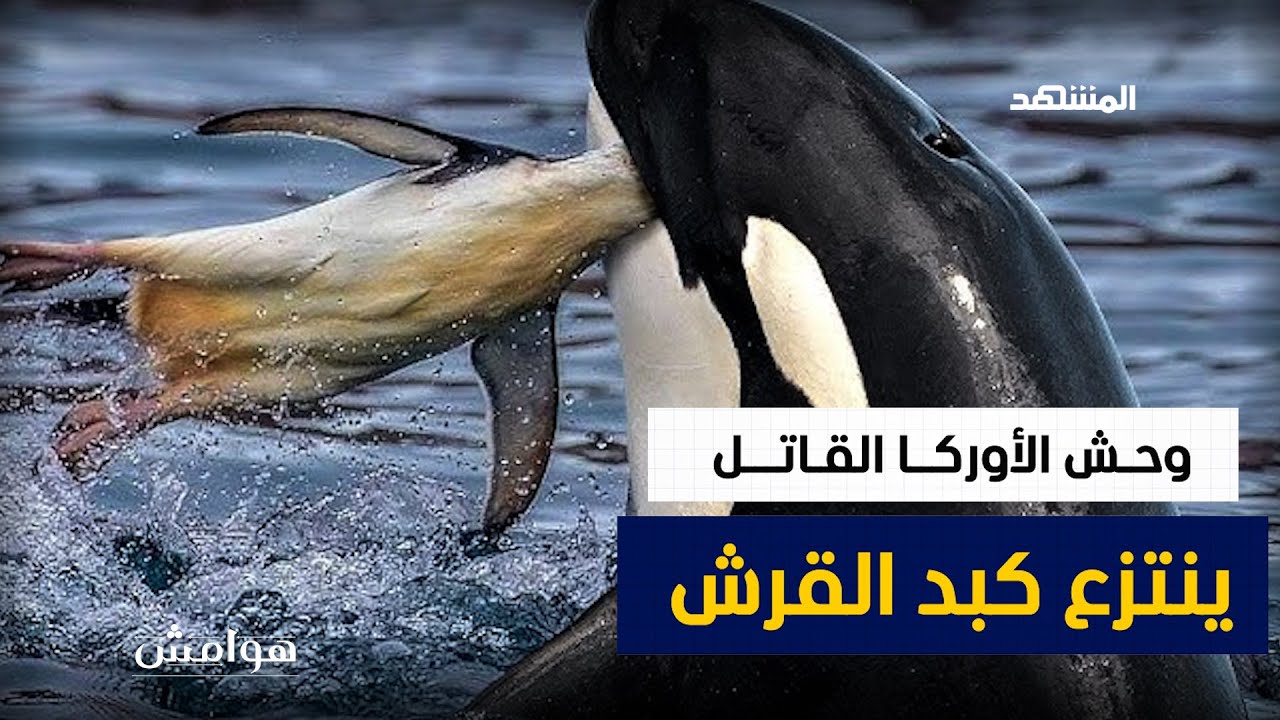 وحـش الأوركــا القـاتـــل… ينتزع كبد القرش