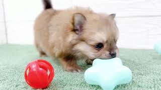 ハーフ犬の動画01