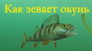 Картинки окунь смешные