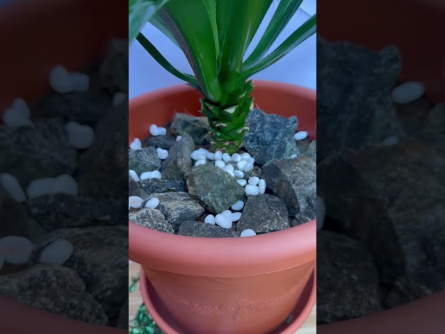 اجاف اخضر اتنيواتا Agave attenuata