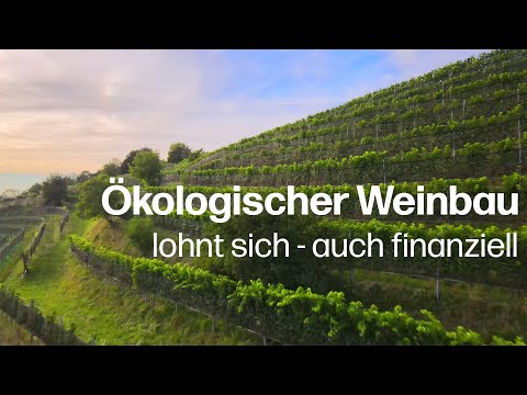 Ökologischer Weinbau lohnt sich: Tiefere Produktionskosten mit zukunftsweisender Landwirtschaft